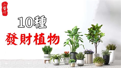 居家風水植物|【風水特輯】居家風水植物也能開運化煞！擺放重點與。